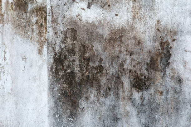 Best Commercial Mold Inspection  in Kingsburg, CA