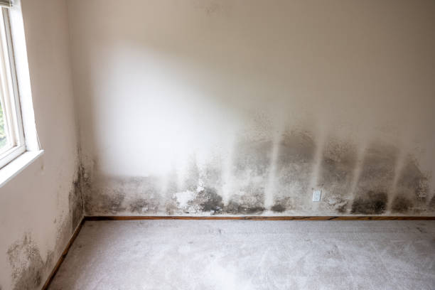 Forensic Mold Investigation in Kingsburg, CA